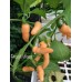 Peach Wasp Pepper Seeds Peach Wasp Pepper Seeds