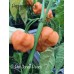 7-Pot Jonah Peach Pepper Seeds