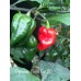 Pimento Chris Fat CP Pepper Seeds Pimento Chris Fat CP Pepper Seeds