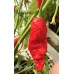 Shabu-Shabu Pepper Seeds Shabu-Shabu Pepper Seeds