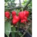 Pimento Chris Fat CP Pepper Seeds Pimento Chris Fat CP Pepper Seeds