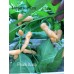 Peach Wasp Pepper Seeds Peach Wasp Pepper Seeds