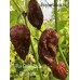 7-Pot Brain Strain Chocolate Pepper Seeds 7-Pot Brain Strain Chocolate Pepper Seeds