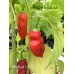 Antillais 14.5 Pepper Seeds 