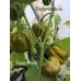 Saras Green Pepper Seeds