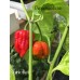 Skunk Red Pepper Seeds 