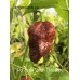 7-Pot Brain Strain Chocolate Pepper Seeds 7-Pot Brain Strain Chocolate Pepper Seeds