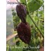 7-Pot Brain Strain Chocolate Pepper Seeds 7-Pot Brain Strain Chocolate Pepper Seeds