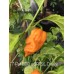 7-Pot Bubble Gum x SRTSL Orange Pepper Seeds 