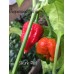 Skunk Red Pepper Seeds 