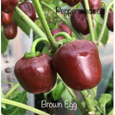 Brown Egg Pepper Seeds