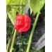 Skunk Red Pepper Seeds 