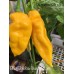 Bhut Jolokia Stam Assam Pepper 