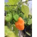 Carbonero Pepper Seeds Carbonero Pepper Seeds