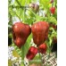 Mad balls Chocolate Cross Pepper Seeds Mad balls Chocolate Cross Pepper Seeds