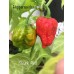 Skunk Red Pepper Seeds 