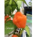 Carbonero Pepper Seeds Carbonero Pepper Seeds