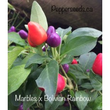 Marbles x Bolivian Rainbow Pepper Seeds