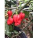Pimento Chris Fat CP Pepper Seeds Pimento Chris Fat CP Pepper Seeds