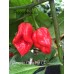 Pimento Chris Fat CP Pepper Seeds Pimento Chris Fat CP Pepper Seeds