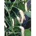 Aribibbi Gusano Pepper Seeds Aribibbi Gusano Pepper Seeds