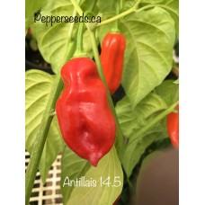 Antillais 14.5 Pepper Seeds 