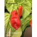 Antillais 14.5 Pepper Seeds 