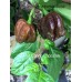 7-Pot Congo Chocolate Pepper Seeds
