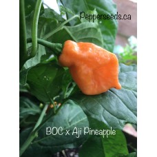 BOC x AJi Pineapple Orange  Pepper Seeds 