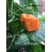 BOC x AJi Pineapple Orange  Pepper Seeds 