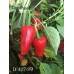 PI 427-291 Pepper Seeds