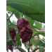 Bhut Jolokia Chocolate Giant Pepper Seeds