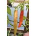 Birgit Locoto Pepper Seeds Birgit Locoto Pepper Seeds