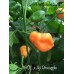 BOC x AJi Pineapple Orange  Pepper Seeds 