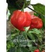 APS Scotch Bonnet x Congo Red Pepper Seeds APS Scotch Bonnet x Congo Red Pepper Seeds