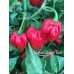 Numex Suave Red Pepper Seeds