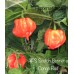APS Scotch Bonnet x Congo Red Pepper Seeds APS Scotch Bonnet x Congo Red Pepper Seeds