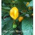Bhut Jolokia Yellow Strain 2 Pepper Seeds