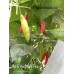 Aji Ethiopian Fire Pepper Seeds