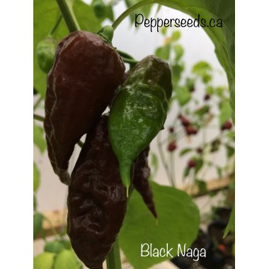 Black Naga Pepper Seeds