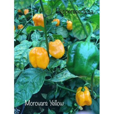 Morovars Yellow Pepper Seeds