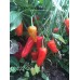 PI 427-291 Pepper Seeds
