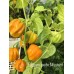 Elysium oxide Mustard Pepper Seeds Elysium oxide Mustard Pepper Seeds
