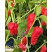 7-Pot Bubble Gum x Carolina Reaper Pepper Seeds 