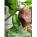Chocolate Reaper x Scorpion Pepper Seeds