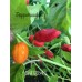 Grif 9245 Pepper Seeds Grif 9245 Pepper Seeds