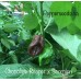 Chocolate Reaper x Scorpion Pepper Seeds