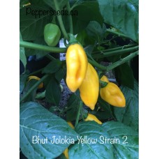 Bhut Jolokia Yellow Strain 2 Pepper Seeds