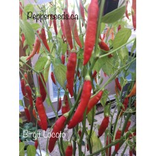 Birgit Locoto Pepper Seeds