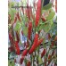 Birgit Locoto Pepper Seeds Birgit Locoto Pepper Seeds